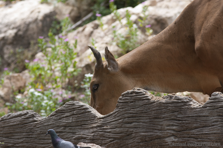 Khao Kheow Open Zoo: Banteng