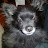 Bill Krenek avatar image