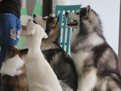 Photos of Sit & Stay Canine Care Center