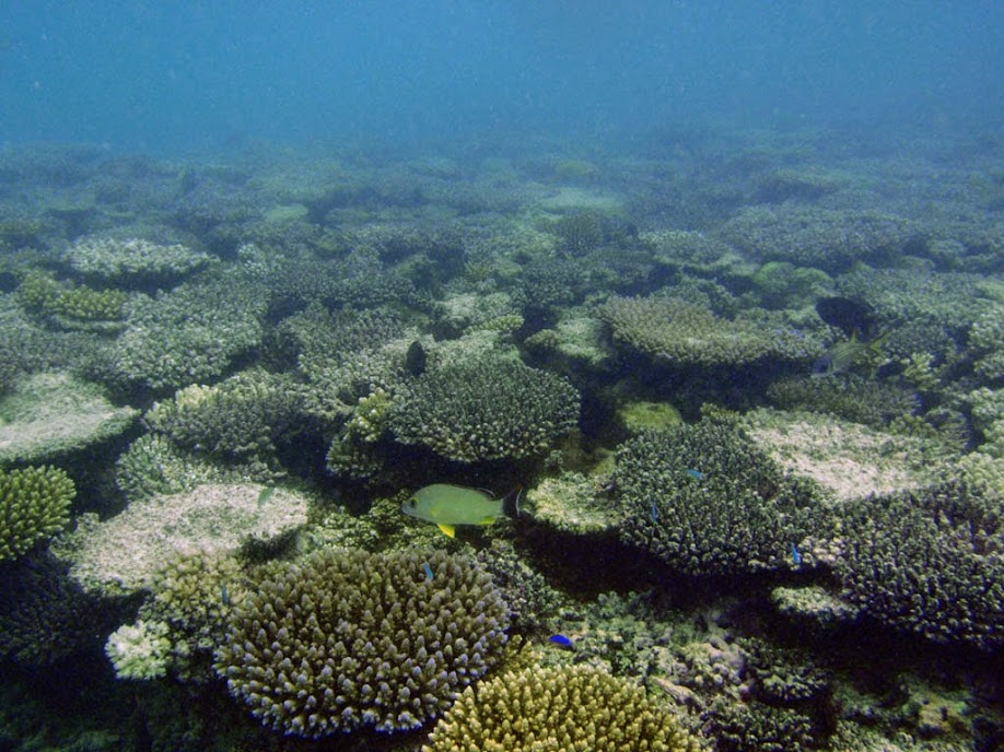 Coral Reef, Naigani Island, Fiji.