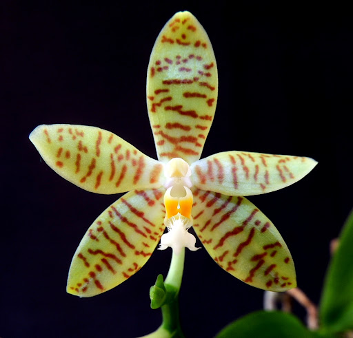 Phalaenopsis pallens DSCN1239