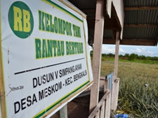 Kebun Nanas ada di Dusun V Simpang Ayam Desa Meskom Bengkalis