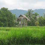 Banyuatis: rizières à Banyuatis Banyuatis: rizières à Banyuatis