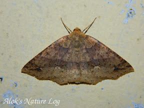 Geometridae, Ennominae, Psyra spurcataria