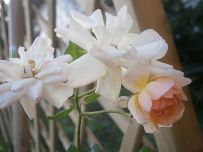 [Bild: P6220037.JPG]