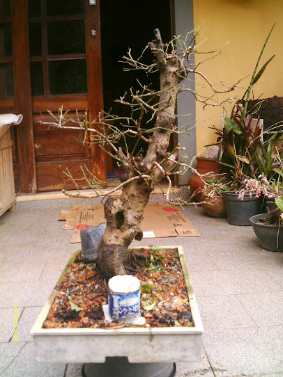 Prunus Serrulata Mume-Umê  II... - Página 2 IMAG0301