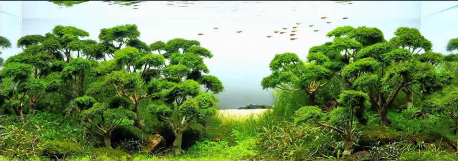 bộ sưu tập hồ thủy sinh bố cục rừng (Phần 2)