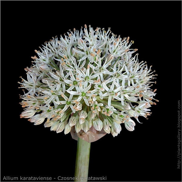 Allium karataviense inflorescence - Czosnek karatawski  kwiatostan