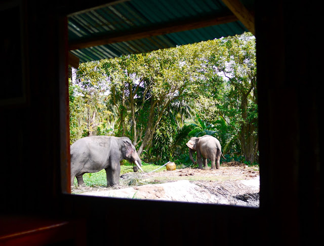 Слоны в окне