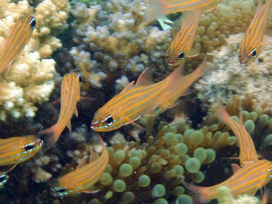 Apogon cyanosoma (Yellowstriped Cardinalfish), Naigani Island, Fiji.