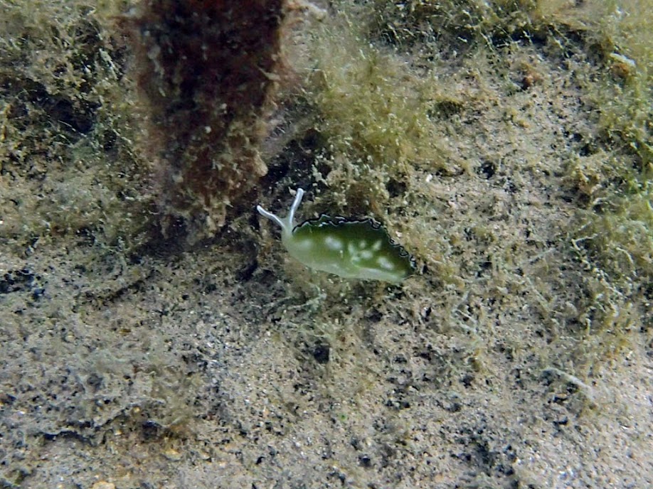 Elysia ornata (Ornate Nudibranch) near the dock of Chindonan Island Resort, Palawan, Philippines.