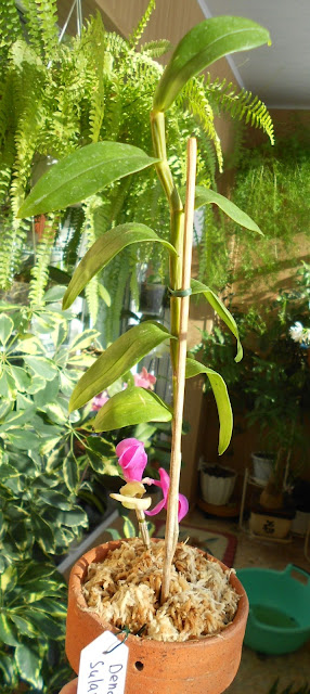 Dendrobium sulawesiense DSCN2971