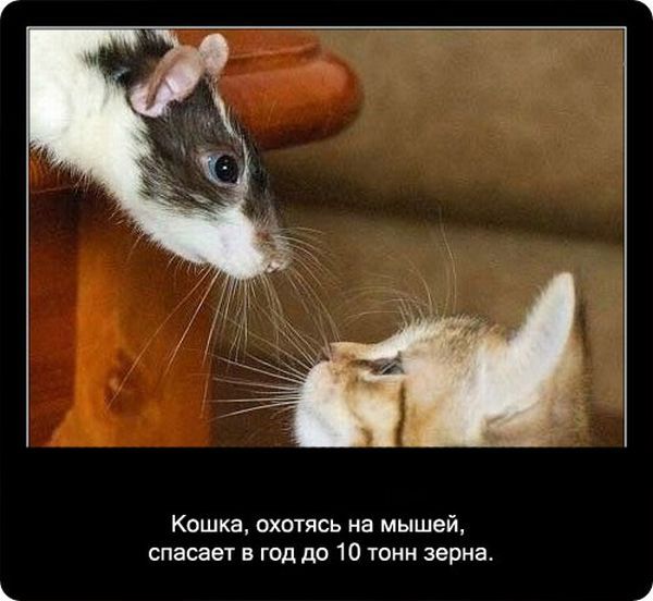 Интересные факты о котах Интересные факты о котах