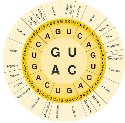 And the overall process of Translation (one language to another language, RNA ---> Amino acids (proteins)