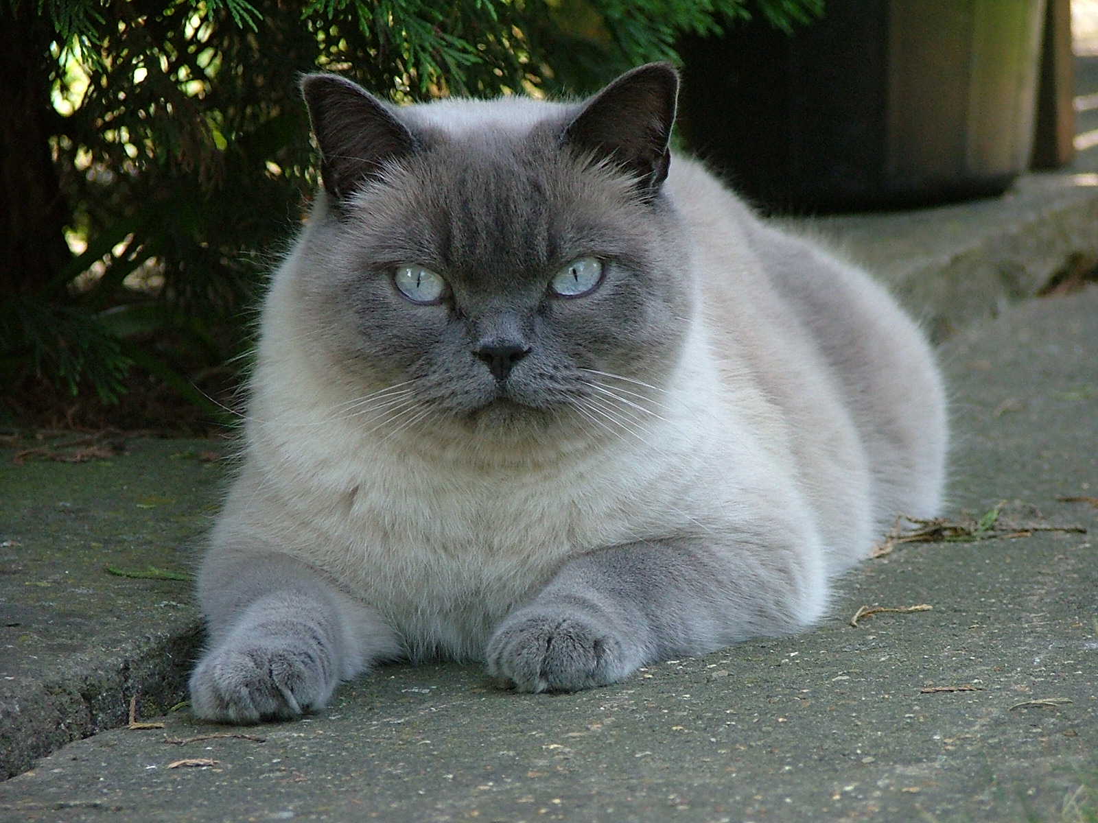 A Day With A Cat Fanatic: Brilliant British Shorthair