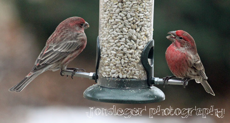 northern illinois birder house finch northern illinois northern illinois birder house finch northern illinois