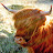 Paula Woodward avatar image
