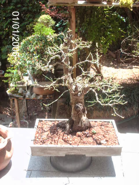 Prunus Serrulata Mume-Umê  II... PICT2493