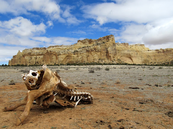 Dead cow near Locomotive Point