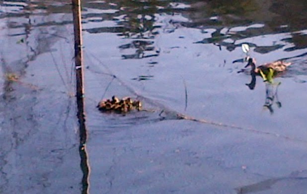 Echo Park Lake, ducks