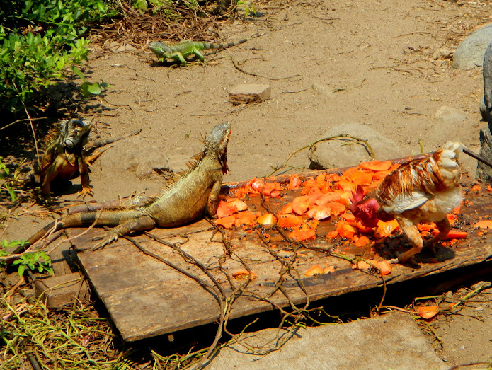 Two iguanas and a chicken breakfasting