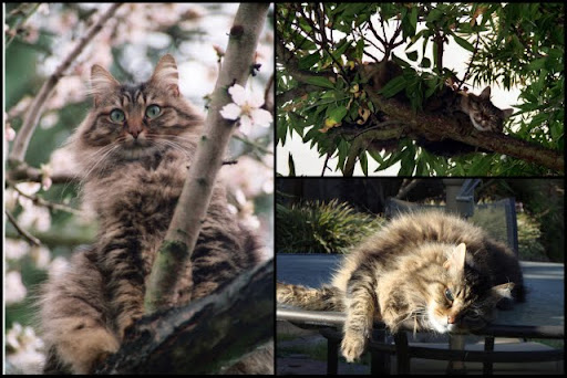 Fluffy Over the Years