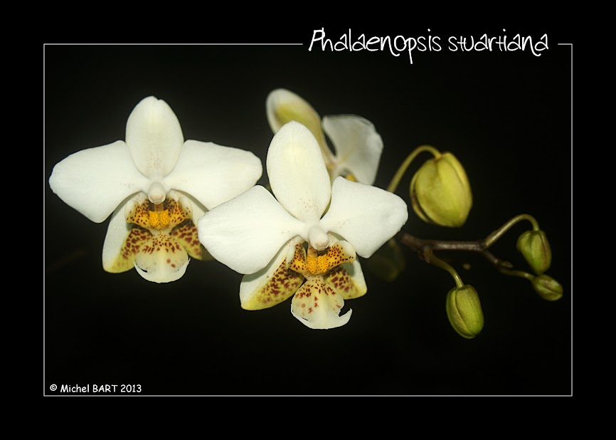 Phalaenopsis stuartiana Phalaenopsis_stuartiana
