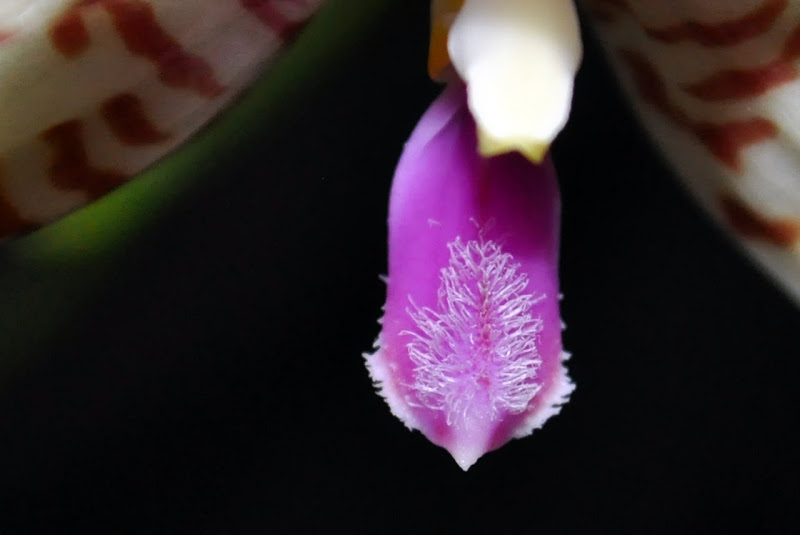 Phalaenopsis tetraspis x phalaenopsis pulchra var.alba CSC_0013