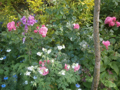 [Bild: P6110668.JPG]