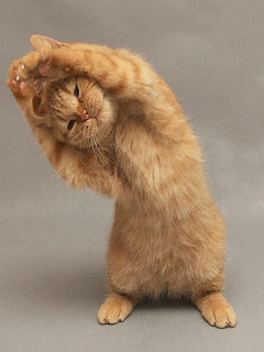 Wallpaper Cinta Terbaru Gambar Kucing Lucu Senam Pagi Download