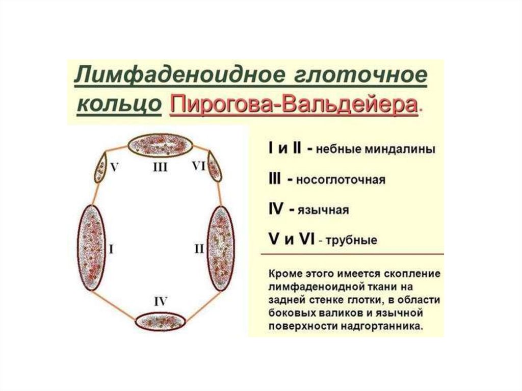 Лимфоидное кольцо пирогова вальдейера