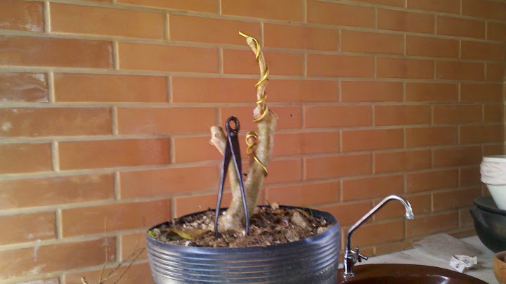 JABUTICABA - Myrciaria cauliflora Moyogi 2012-08-12_12-38-33_943