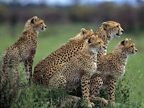 Wildlife Photos of Cheetah