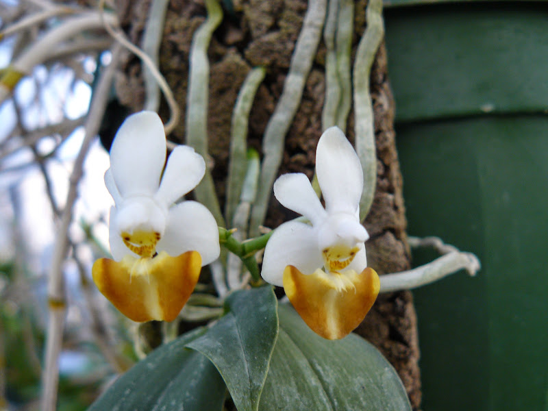Phalaenopsis lobbii f. flava P1050104