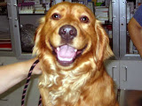 meticcio cocker
