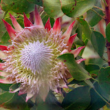 One of the Many Flower Species of Madeira - Funchal, Madeira