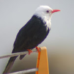 Bulbul negro / Foto: Jeanette Lindkvist, Ann Mari Thorner (Cala Sant Vicenç, Mallorca, 2007)