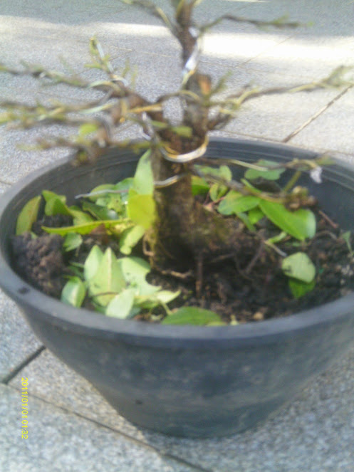 Ficus Retusa 23 cmts. ... IMAG0114