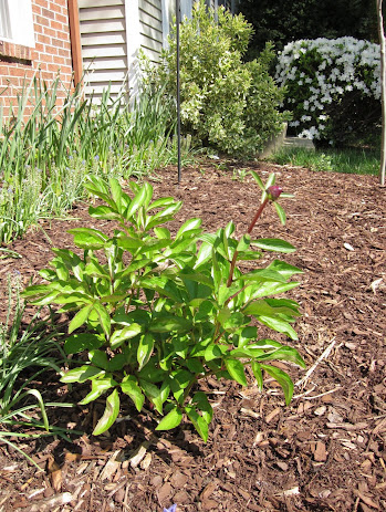 Peony, ready to bloom