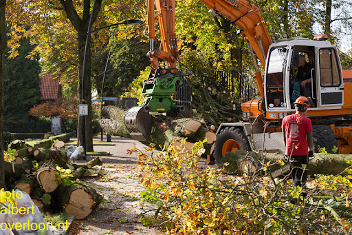 Bomen gekapt Museumlaan in overloon 20-10-2014 (33).jpg