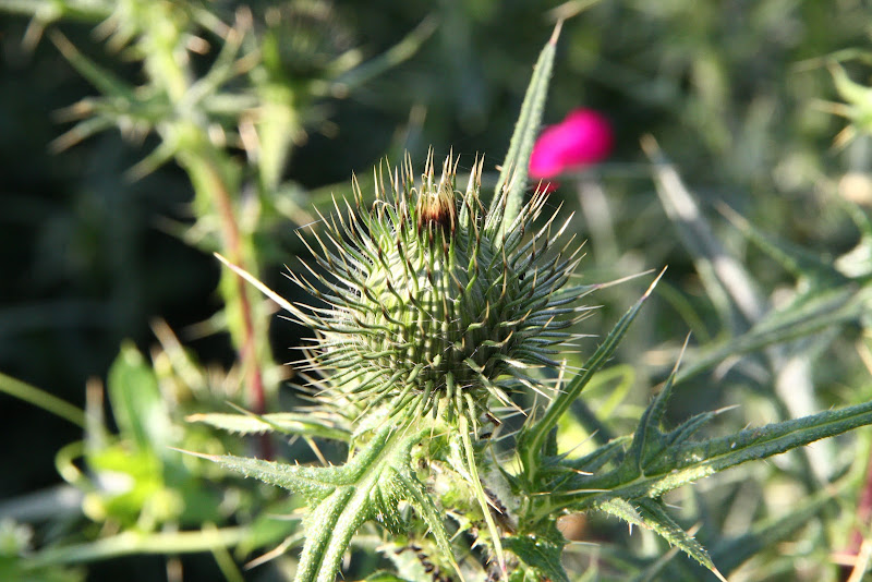 IMAGE: https://lh4.googleusercontent.com/-nn0EfPDatOw/UAPhbwXRYOI/AAAAAAAAiDo/N8PAhem5MZY/s800/IMG_6953.JPG