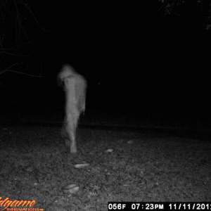 Bigfoot Or Another Unknown Humanoid Image