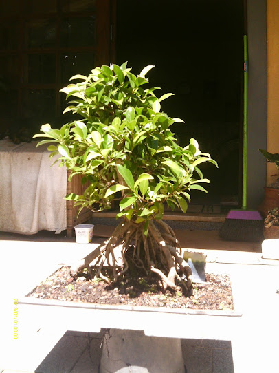 Ficus Microcarpa var. Indica... - Página 2 IMAG0386