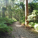 Attractive fern forest in Blackbutt Reserve (400015)
