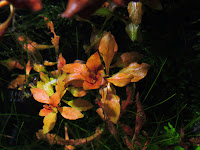 Ludwigia repens red