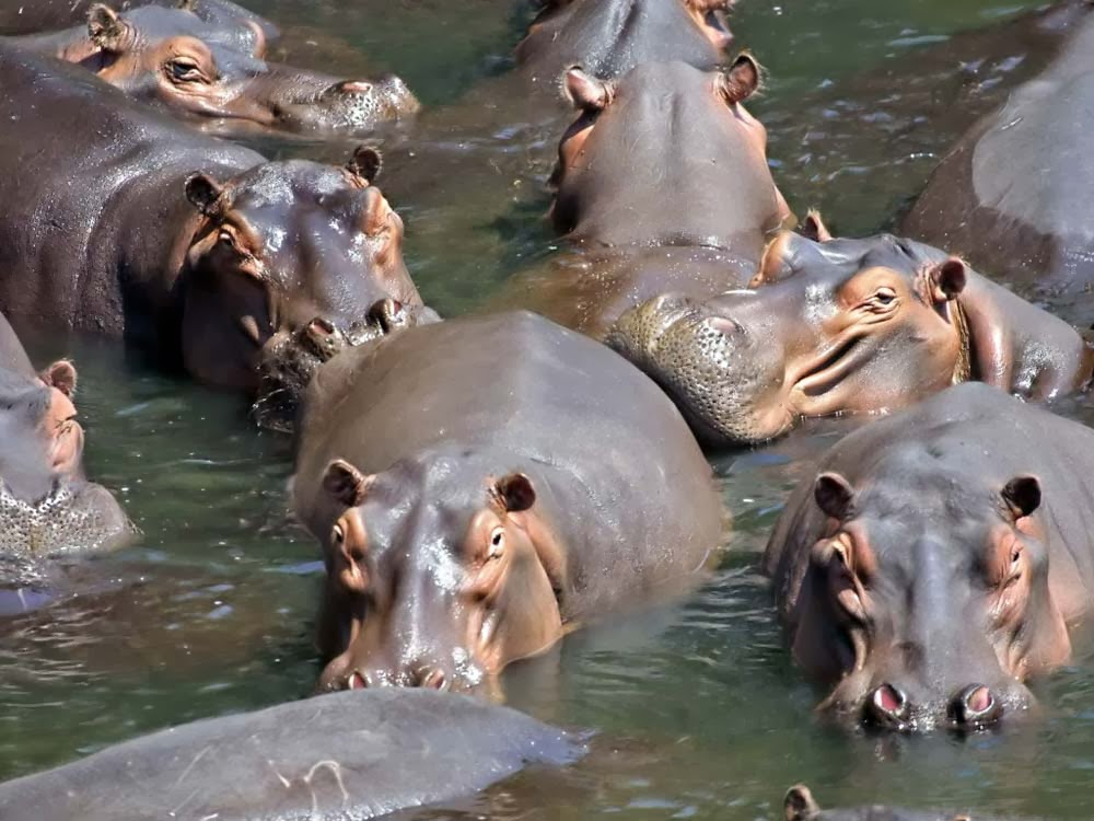 تعرف على أثقل الحيوانات في العالم (صور)  2-+Hippopotamus