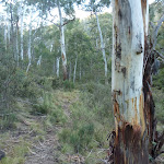 Walking along Sawpit Creek valley floor on the Pallaibo Track (303277)