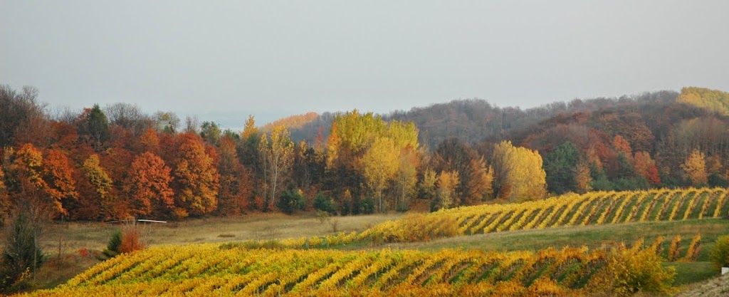 Traverse City Wine Country: Fall Colors and the Perfect Grapes