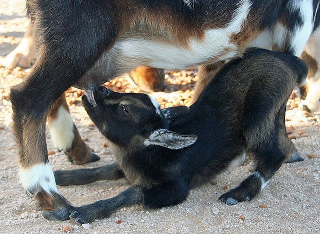 Baby Goat Pictures! - Goats