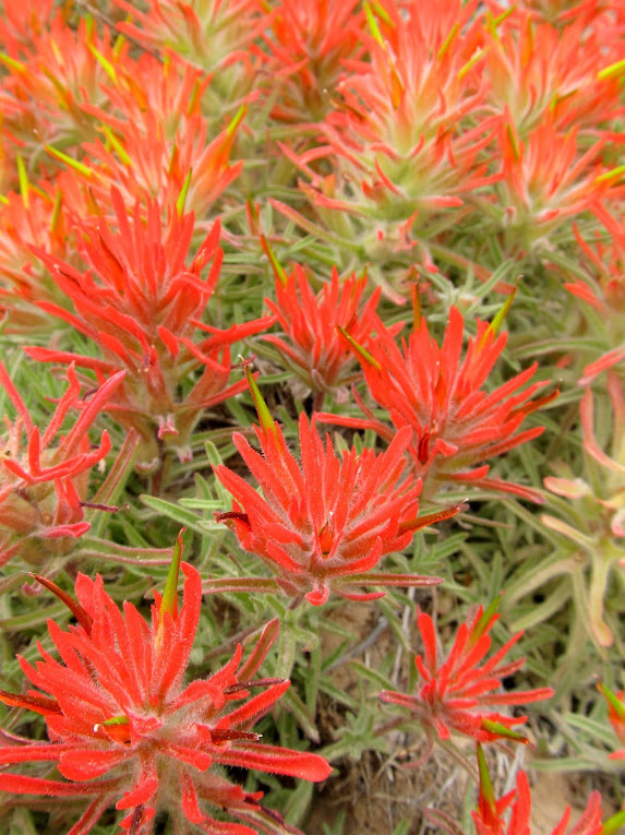 Indian Paintbrush